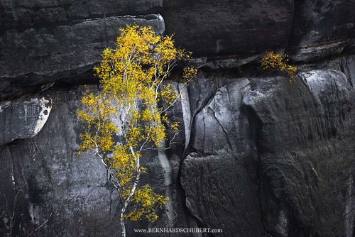 Betula pendula – Hänge-Birke