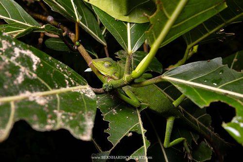 Bronchocela cf. jubata - Java-Langschwanzagame