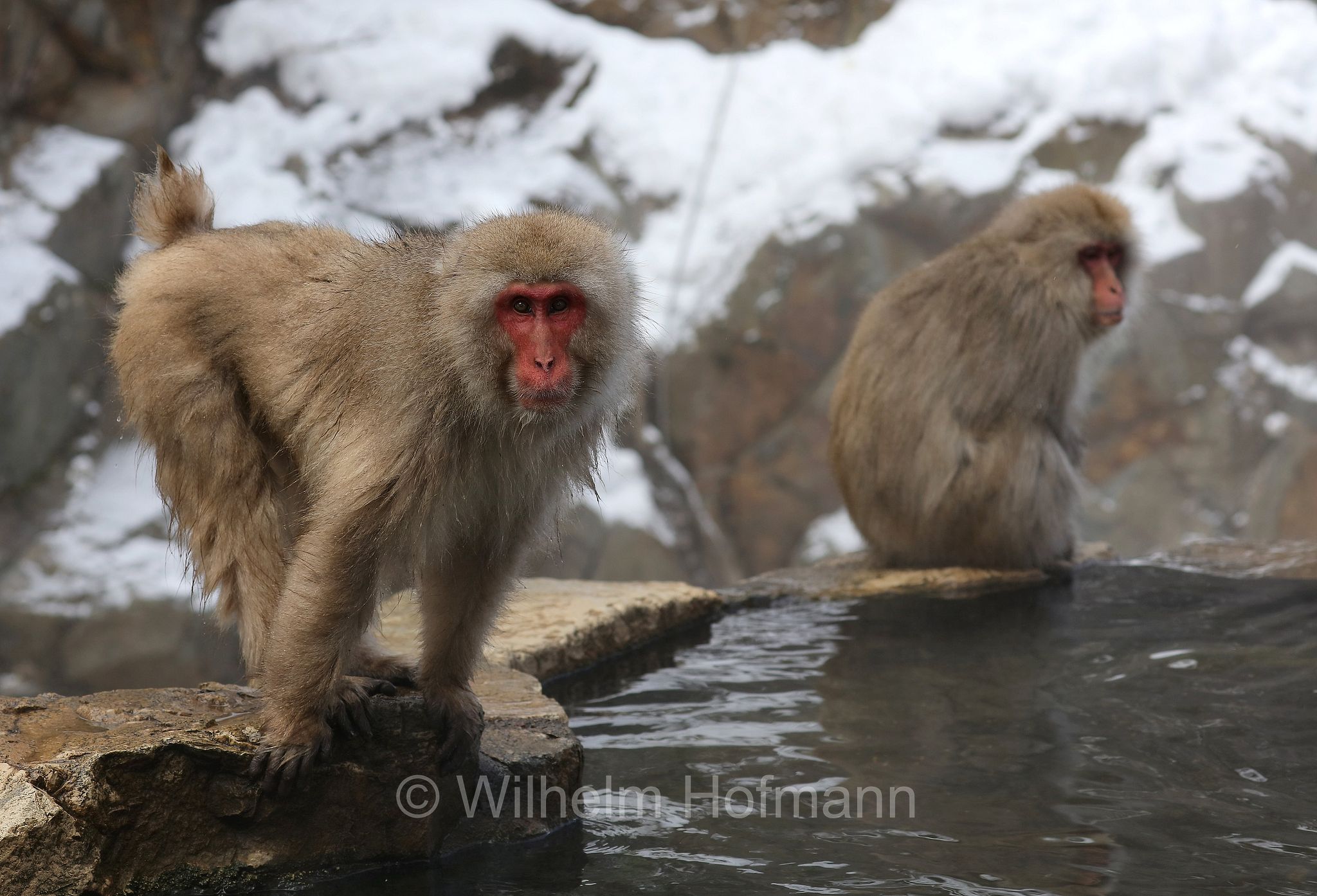 Japanese macaque, snow monkey, Nihonzaru, Japanmakak, Schneeaffe, Rotgesichtsmakake, macaco giapponese, macaco dalla faccia rossa, Macaca fuscata, Jigokudani Monkey Park, Jigokudani Yaen Kōen, Parco delle scimmie di Jigokudani, Nagano, Japan, Giappone