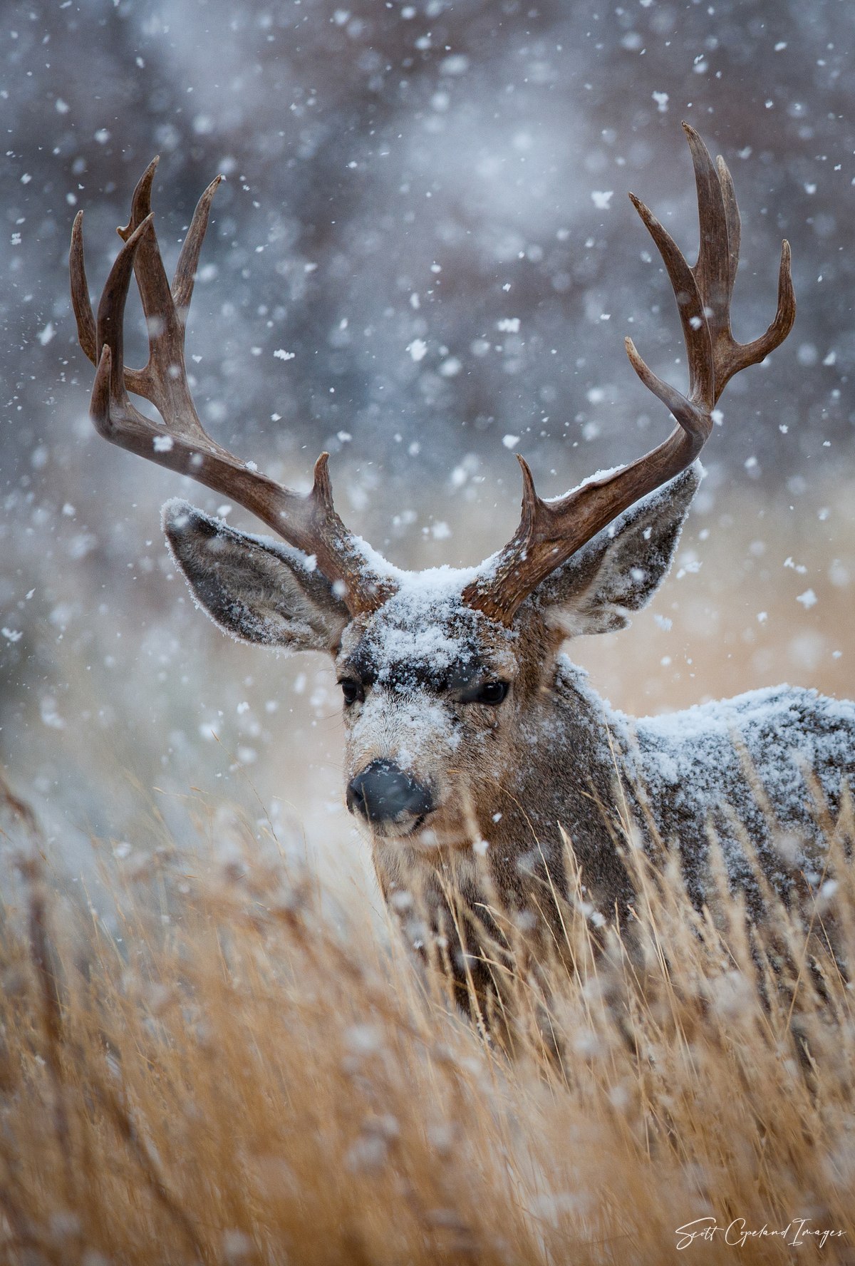 Old Boy in the Snow