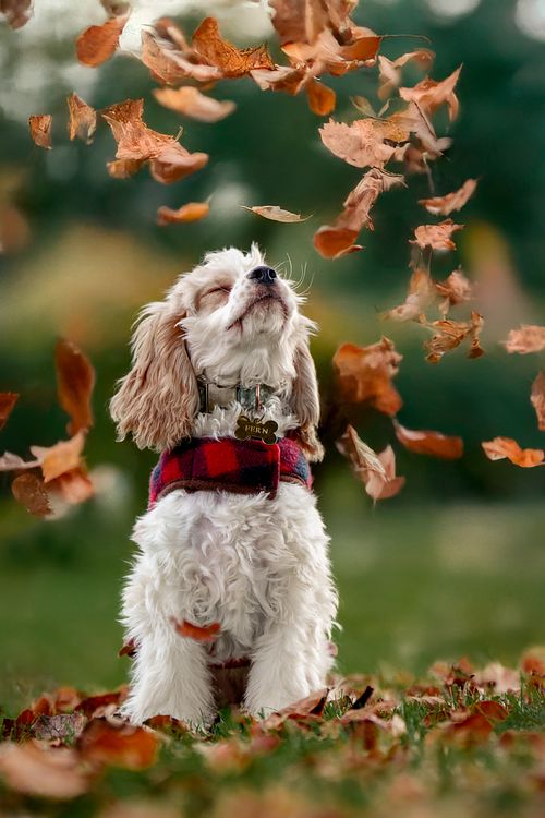 Cocker Spaniel at the park on a autumn day playing in the leaves.