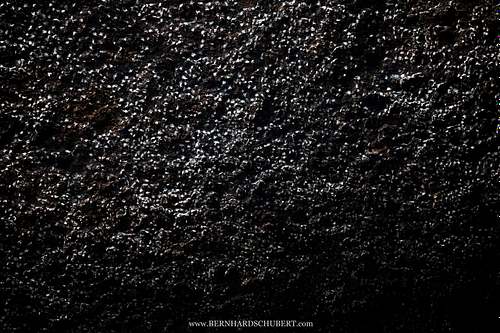 Aerodromus sp. - Dark swiftlets Edible bird's nests