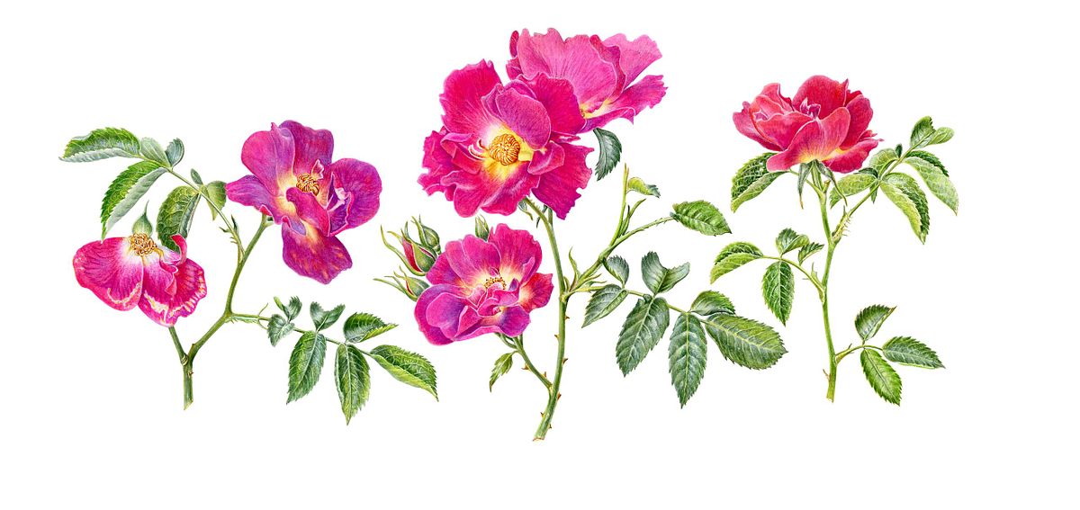 Botanical illustration of Rose 'Weg Der Sinne'