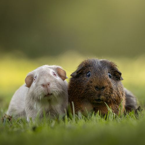 Alle dieren zijn welkom!