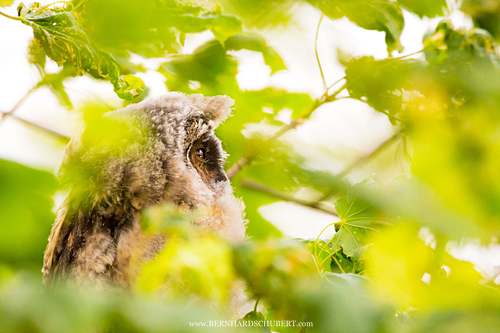 Asio otus - Long-eared Owl