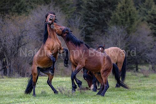 wild stallions fighting