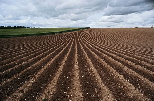 Äcker, Felder & Kulturpflanzen