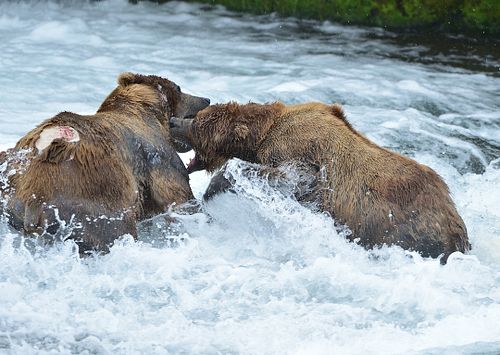 Best place for bear photography workshop & tour in the US.  Located in Katmai National Park, Brooks Camp, Brooks Falls, & Kodiak, Alaska, United States.