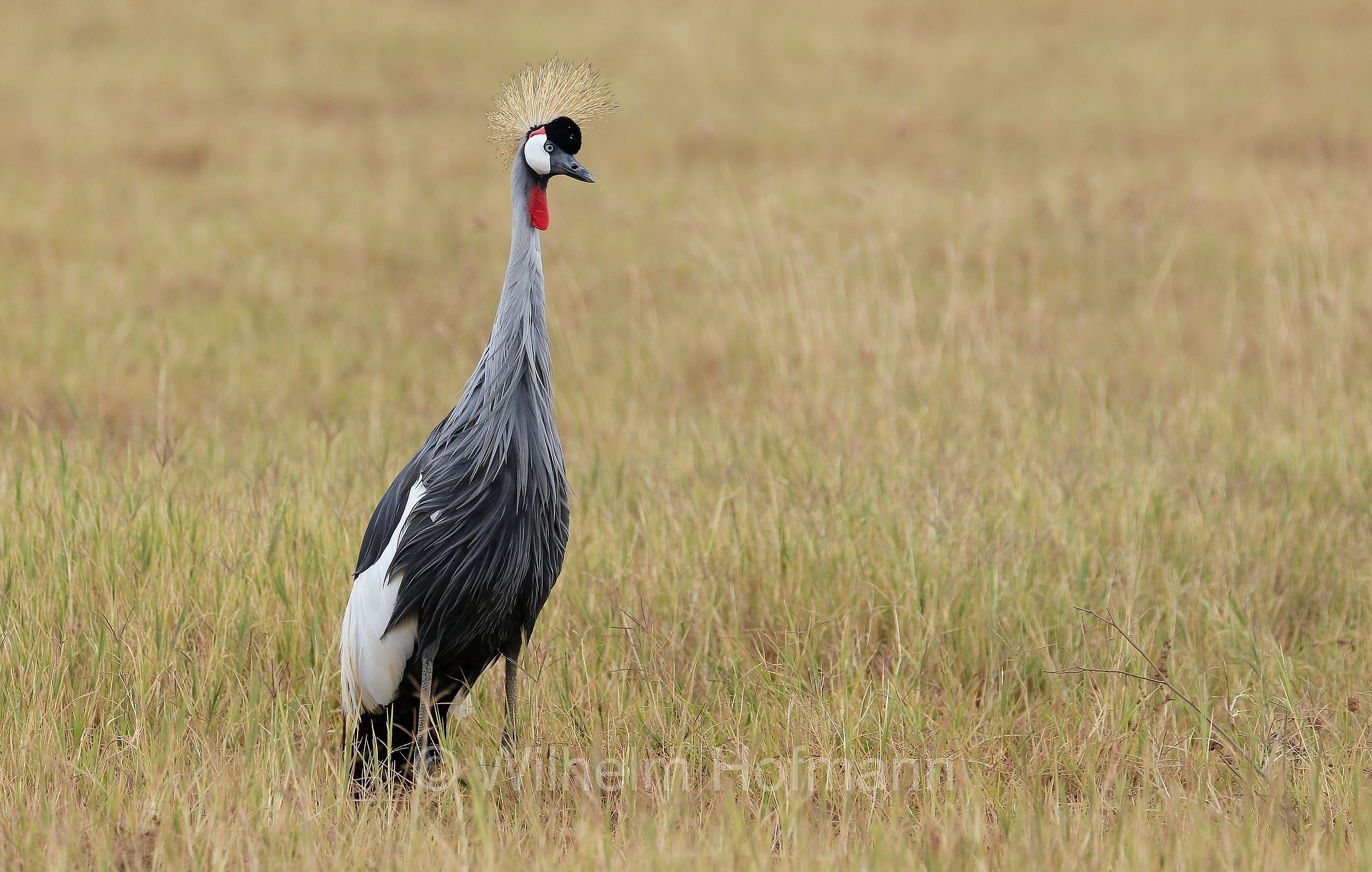 grey crowned crane, gray crowned crane, Südafrika-Kronenkranich, Grauhals-Kronenkranich, Heller Kronenkranich, gru coronata grigia, gru coronata africana, gru dalla corona dorata, gru coronata dell'Africa orientale, gru africana, gru coronata orientale, gru del Sudafrica, gru crestata, Balearica regulorum, ﻿area di conservazione di Ngorongoro, Ngorongoro Conservation Area, Ngorongoro Krater, Tanzania, Tansania
