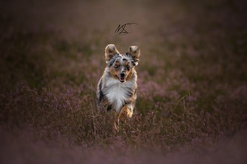 Mini Aussie rent door heideveld