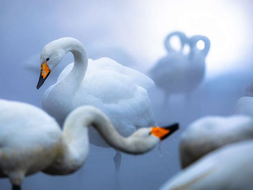 Enchanting Swans