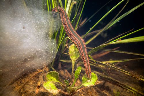 Hirudo medicinalis - European medicinal leech