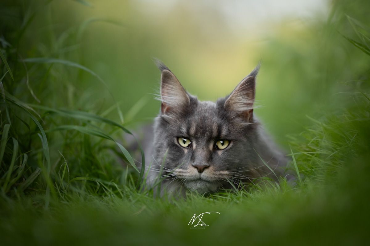 Grijze Maine Coon die in gras ligt