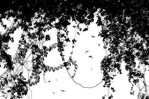 Aerodromus sp. - Dark swiftlets