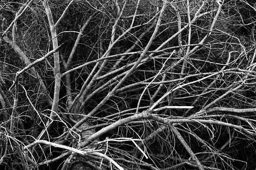 Pinus mugo mugo – Zwerg-Bergkiefer