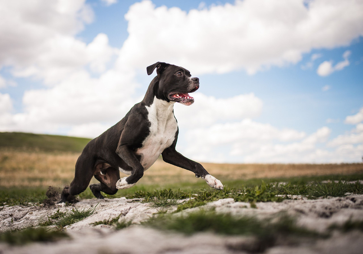 Black boxer mid-run in a Calgary field during a photoshoot.