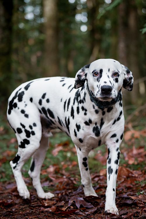 Dalmatian walking on a trail through the trees.