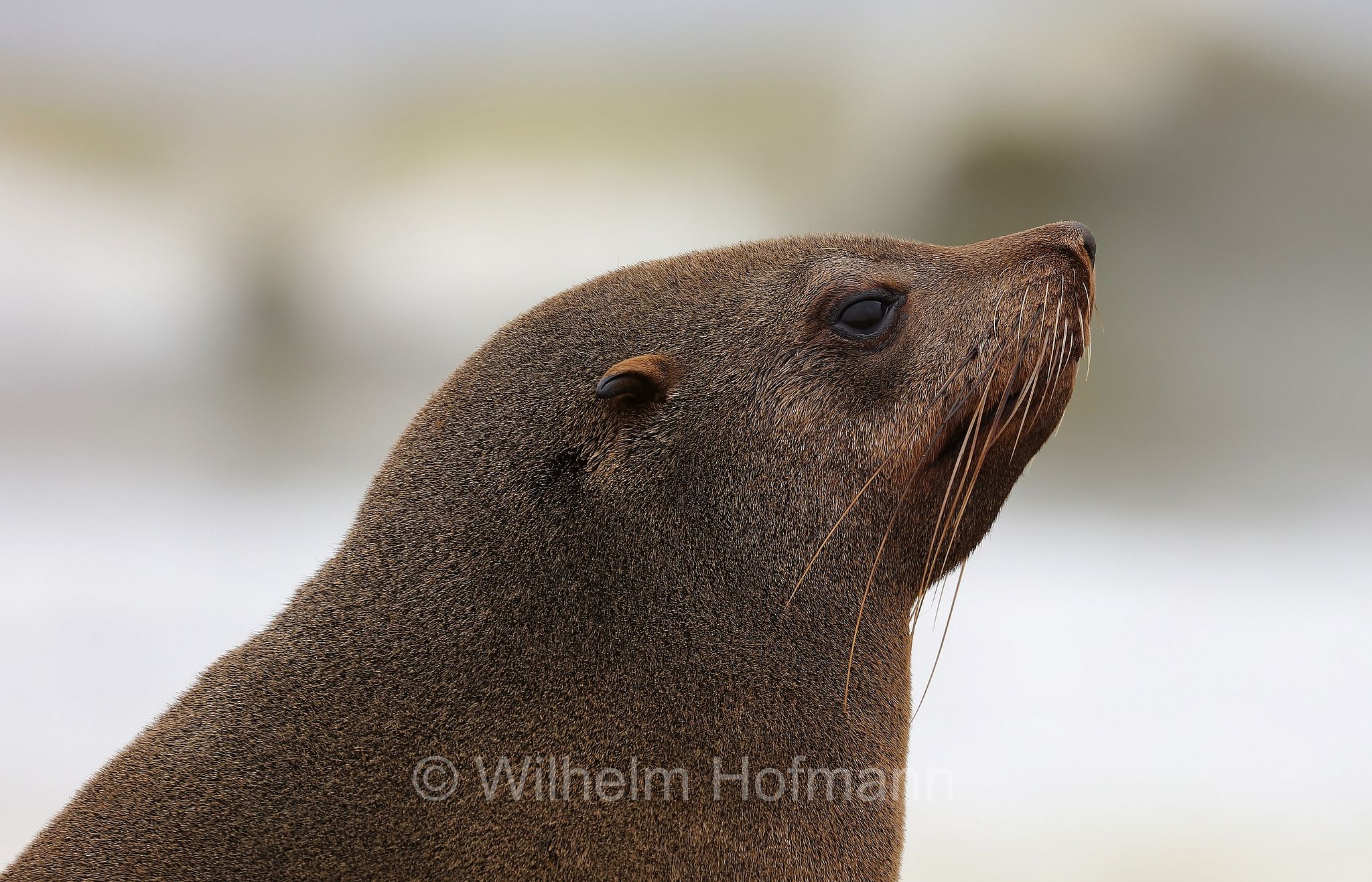 Arctocephalus pusillus, Cape fur seal, Afro-Australian fur seal, Südafrikanischer Seebär, otaria orsina del Capo, otaria orsina sudafricana, otaria orsina australiana, Cape Cross, Kreuzkap, Kaap Kruis, Skeleton Coast, Namibia