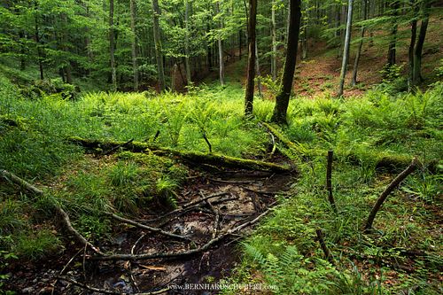 Beech forest Rosalia
