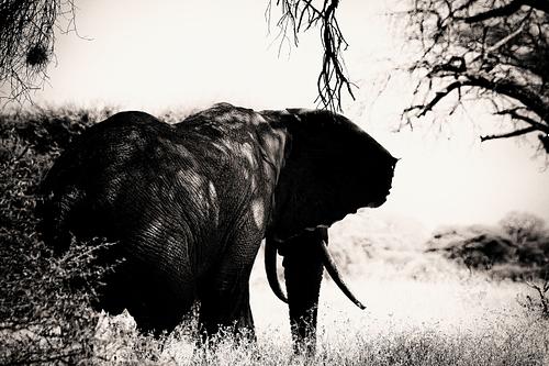 Eléphant en Tanzanie