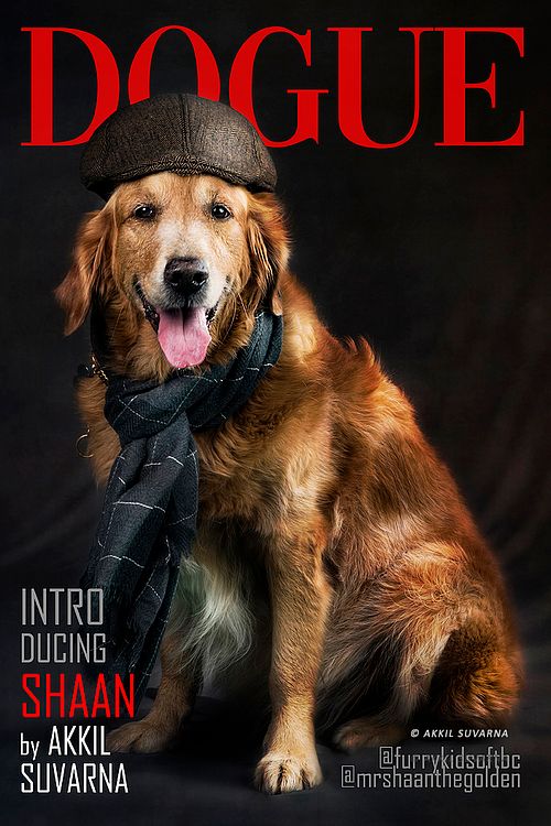 Pet photography - Portrait of Shaan