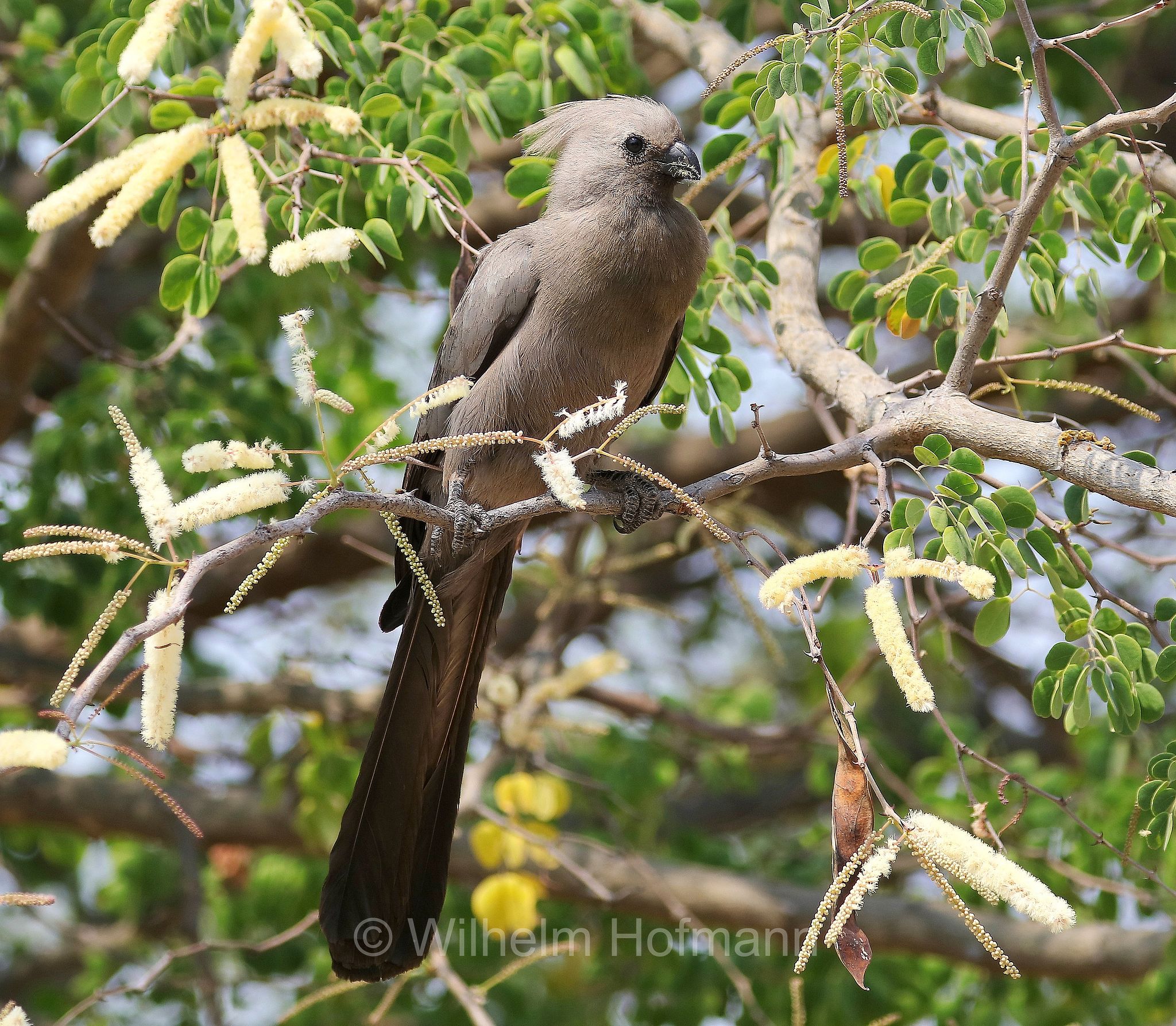 grey go-away-bird, grey lourie, grey loerie, kwêvoël, Graulärmvogel, Grauer Lärmvogel, turaco unicolore, Crinifer concolor, Corythaixoides concolor, Etosha-Nationalpark, Etosha National Park, parco nazionale d'Etosha, Namibia