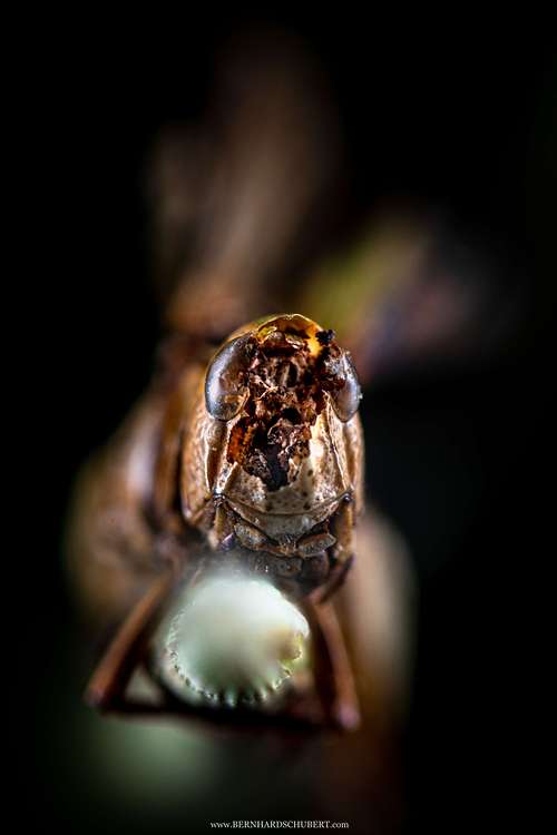 Entomophaga grylli infested