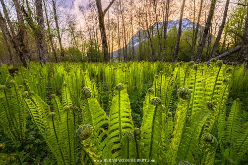 Matteuccia struthiopteris - Ostrich fern