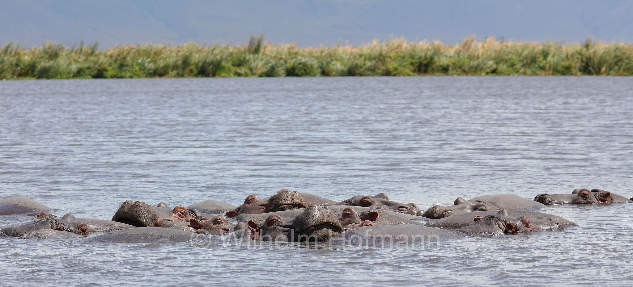 hippopotamus, hippopotamus amphibius, hippo, common hippopotamus, Nile hippopotamus, river hippopotamus, Nilpferd, Flusspferd, ippopotamo, area di conservazione di Ngorongoro, Ngorongoro Conservation Area, Ngorongoro Krater, Tanzania, Tansania
