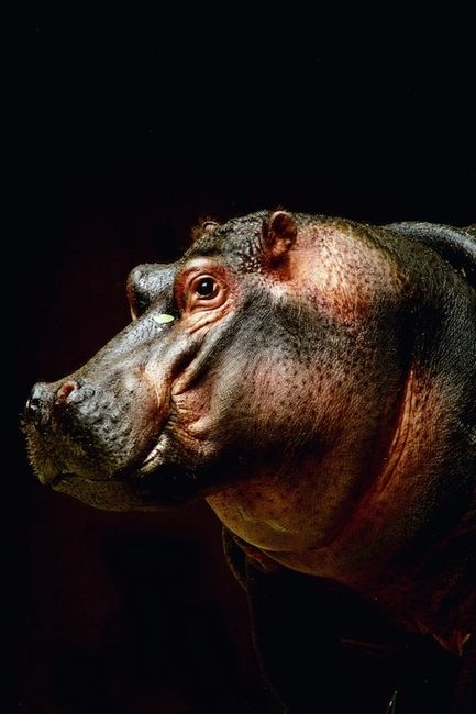 Nilpferd-Tierfotografie