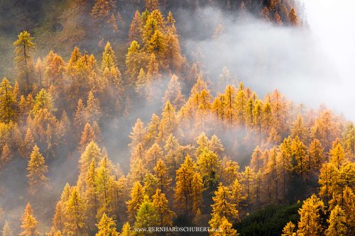 Larix decidua - European larch