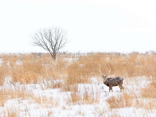 Cervus nippon yesoensis - Yezo sika deer