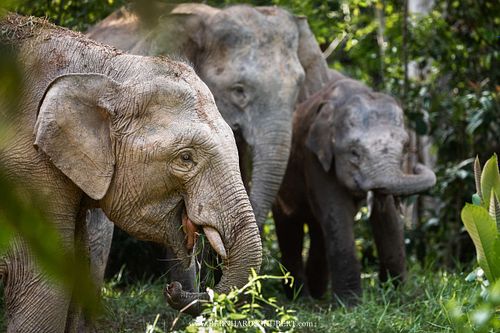Elephas maximus borneensis - Borneo pygmy elephant