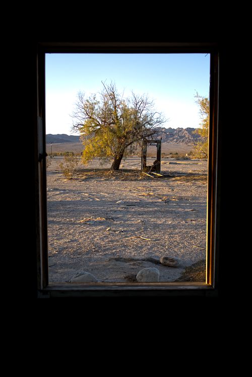 wonder valley-window tree