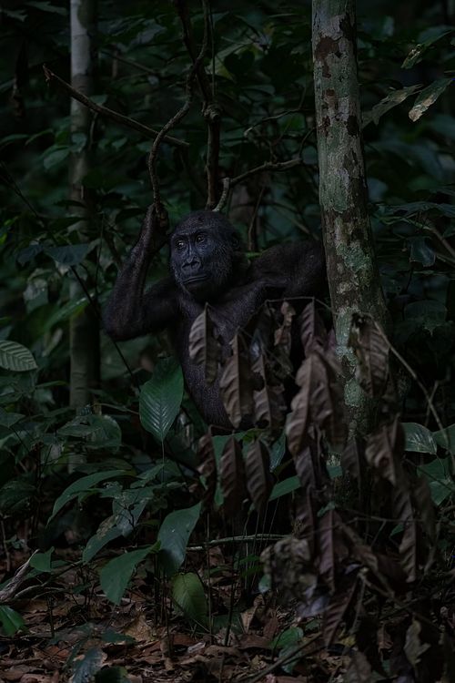 West Lowland Gorilla, Gorilla gorilla gorilla, Republic of Congo, Odzala-Kokoua national Park