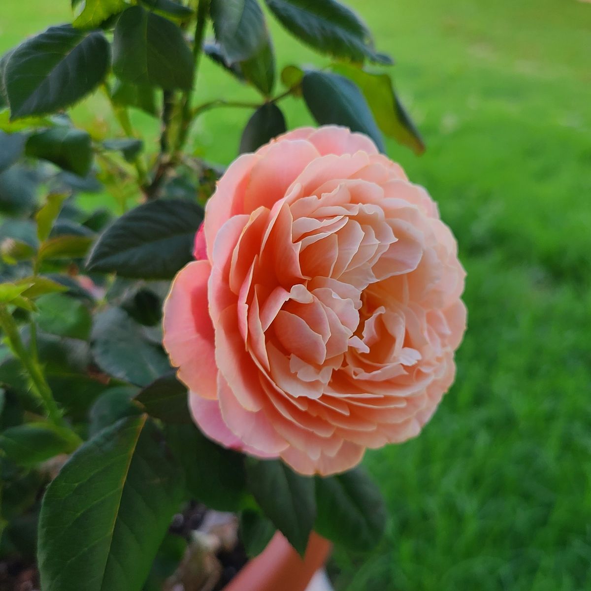 peachy rose