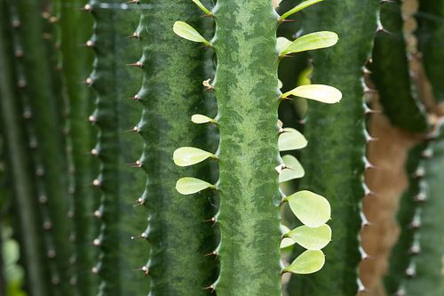 Tropenpflanze auf dem Oeschberg