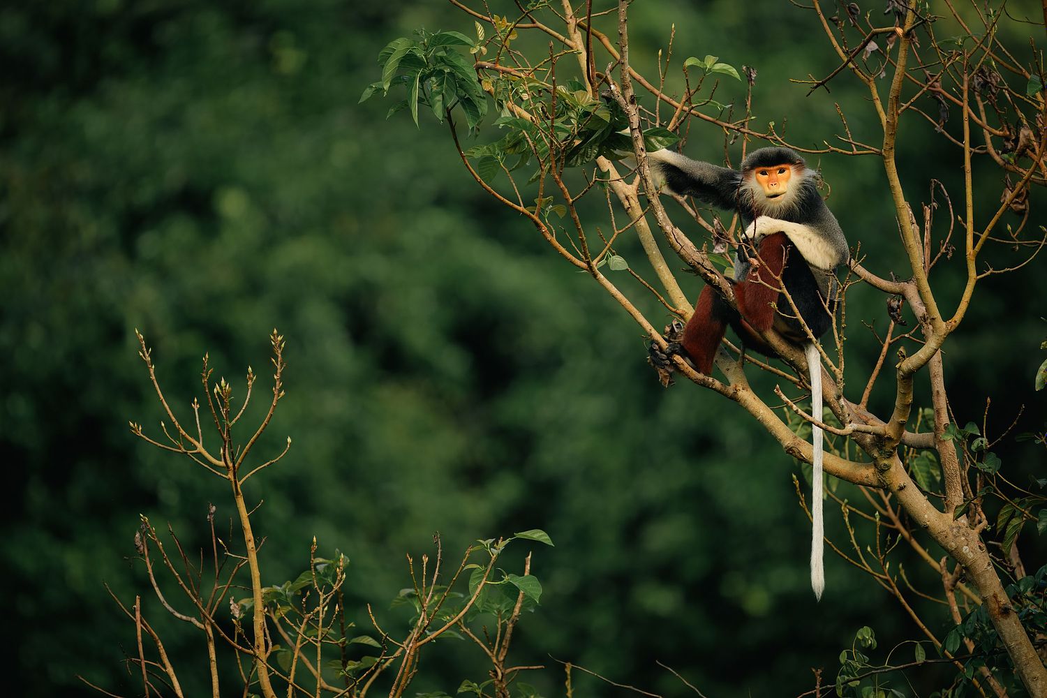 Red-shanked Douc, Vietnam, old world monkey, critically endangered, Pygathrix nemaeus.