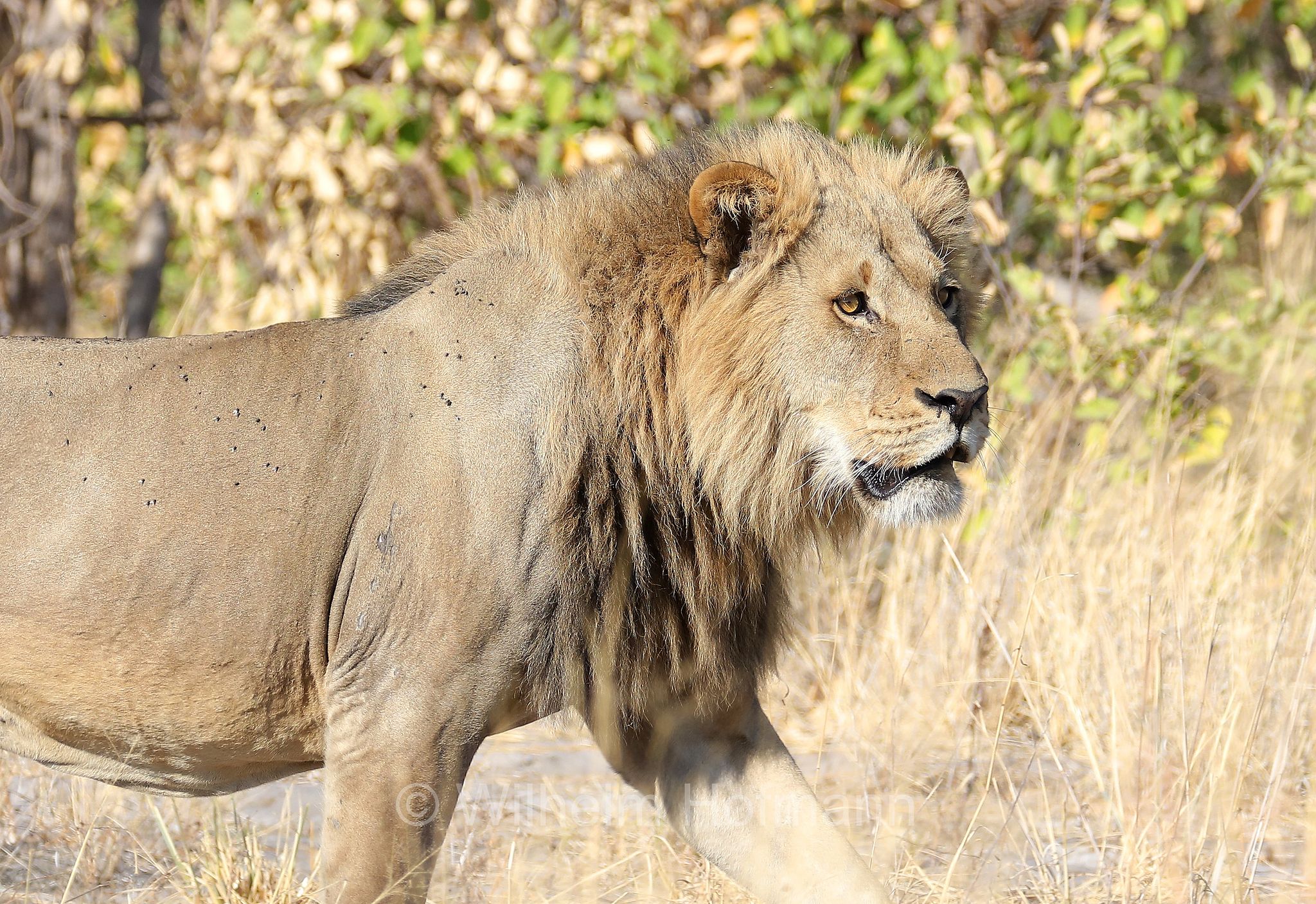 Lion, Löwe, leone, panthera leo melanochaita, ﻿Moremi Game Reserve, Moremi-Wildreservat, Okavango Delta, Okavango Grassland, Botswana, Republik Botsuana