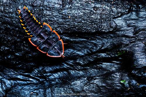 Trilobitkäfer