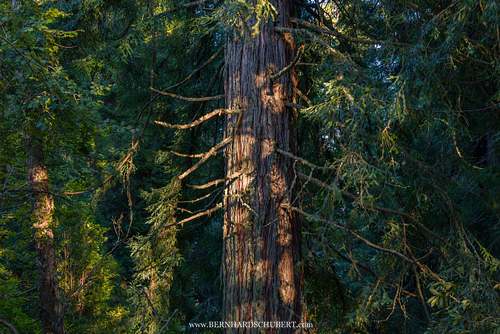 Cypress tree catching the last light