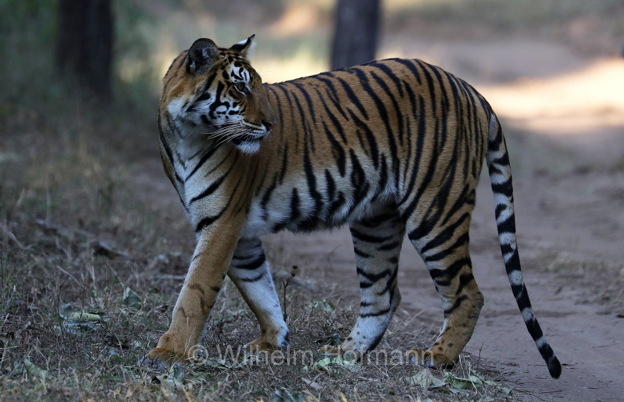Bengal tiger, Königstiger, Bengal-Tiger, Indischer Tiger, tigre del Bengala, tigre reale del Bengala, Panthera tigris tigris, Kanha National Park, Kanha-Nationalpark, parco nazionale di Kanha, Madhya Pradesh, India, Indien, Kisli Zone