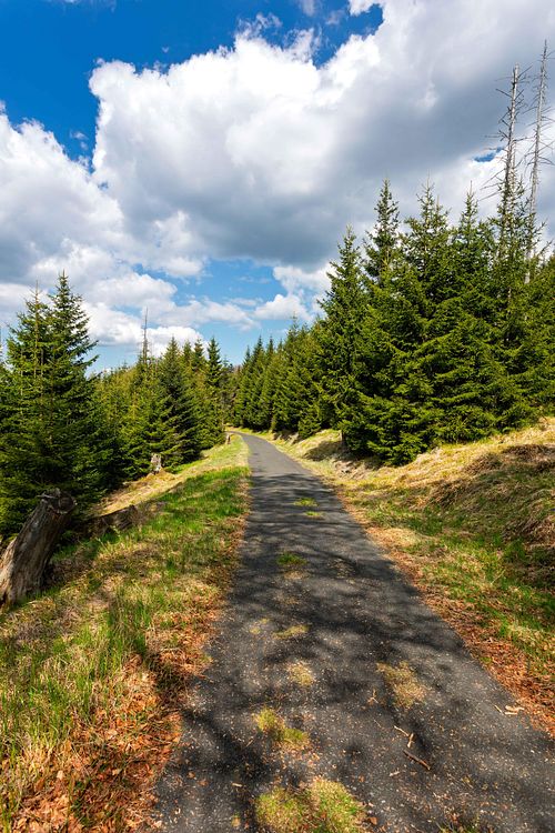 Sentier entre arbres et herbes.