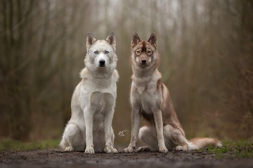 Hondenportret van bruine en witte husky zittend in winters Purmerbos
