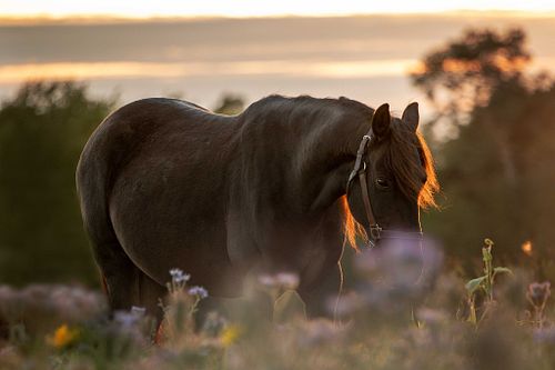 Wild at Heart - Mustang Edition "Oriah"
