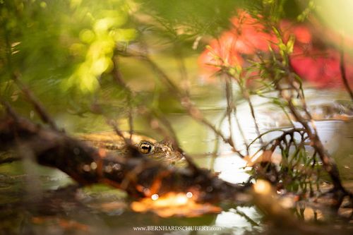 Bufo bufo - Erdkröte