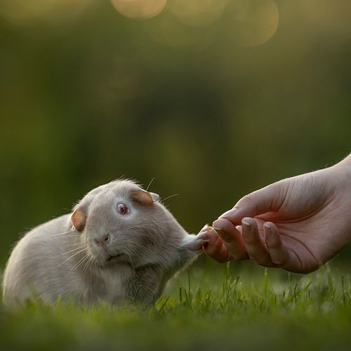 Bekroonde huisdierenfotografie met liefde voor alle dieren