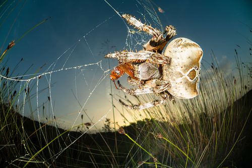 Araneus grossus - Giant orb-weaver