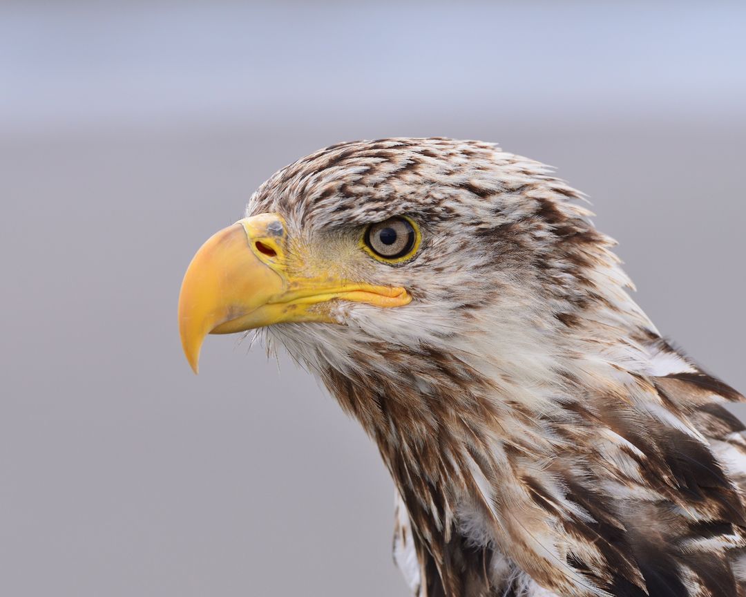 Best great gray (grey) owl, bird & mammal photography workshop & tour