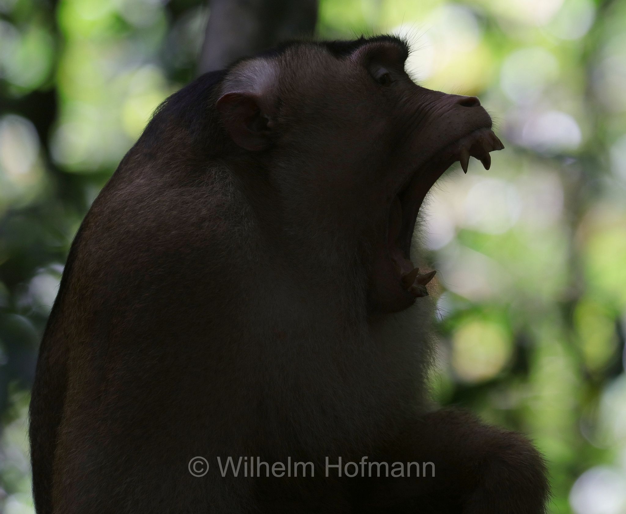southern pig-tailed macaque, Sundaland pig-tailed macaque, Sunda pig-tailed macaque, Südlicher Schweinsaffe, macaco nemestrino, macaco coda di porco, Macaca nemestrina, Gunung Leuser National Park, Nationalpark Gunung Leuser, parco nazionale di Gunung Leuser, Bukit Lawang, Sumatra, Indonesia, Indonesien
